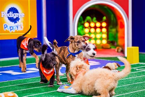 Puppy Bowl 2024 Animal Planet Picture